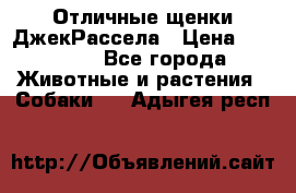 Отличные щенки ДжекРассела › Цена ­ 50 000 - Все города Животные и растения » Собаки   . Адыгея респ.